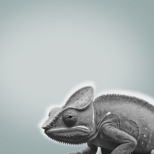 Freesbee Sunset Color Changing Acetate Unisex Sunglasses